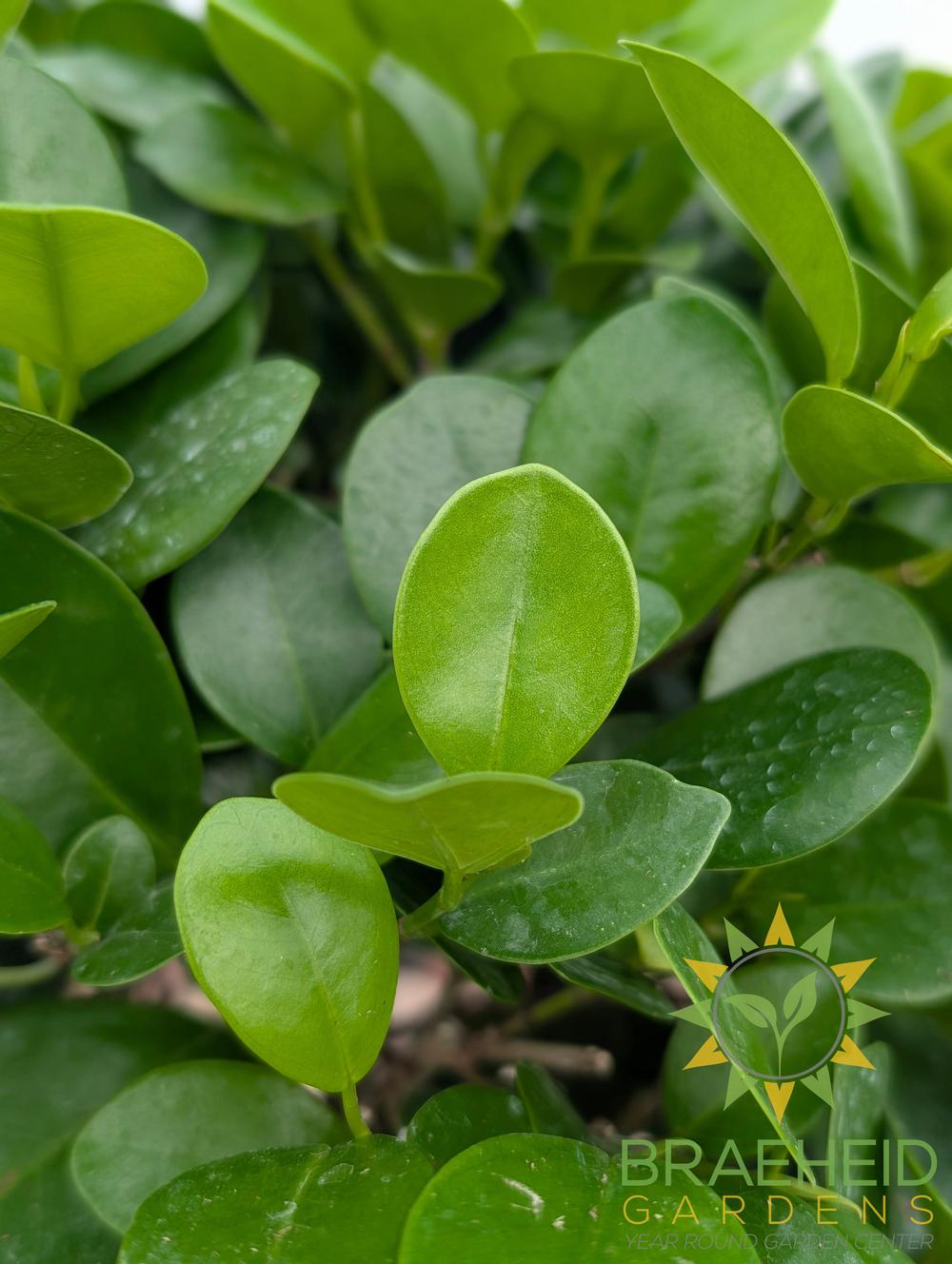 Large Braided Ficus Moclame - NO SHIP -