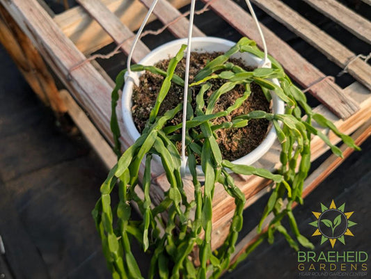 Rhipsalis Paradoxa Hanging Basket