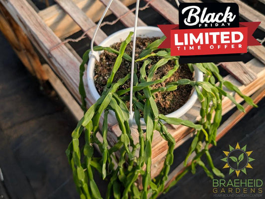 Rhipsalis Paradoxa Hanging Basket