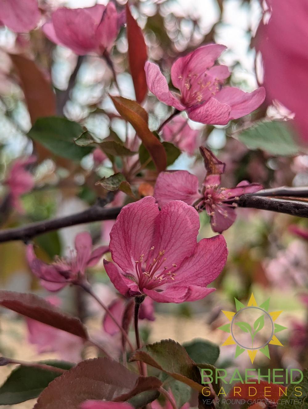 Radiant Flowering Crabapple