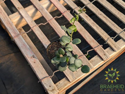 String of Coins - Xerosicyos Danguyi