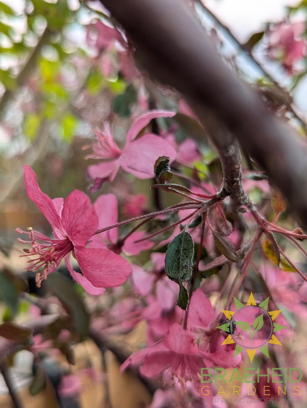 Rosy Glo Weeping Crabapple
