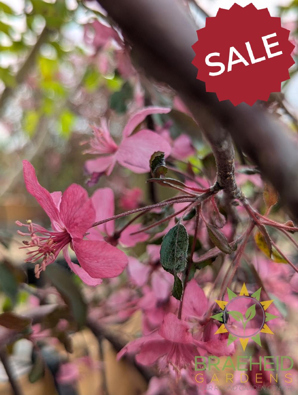 Rosy Glo Weeping Crabapple