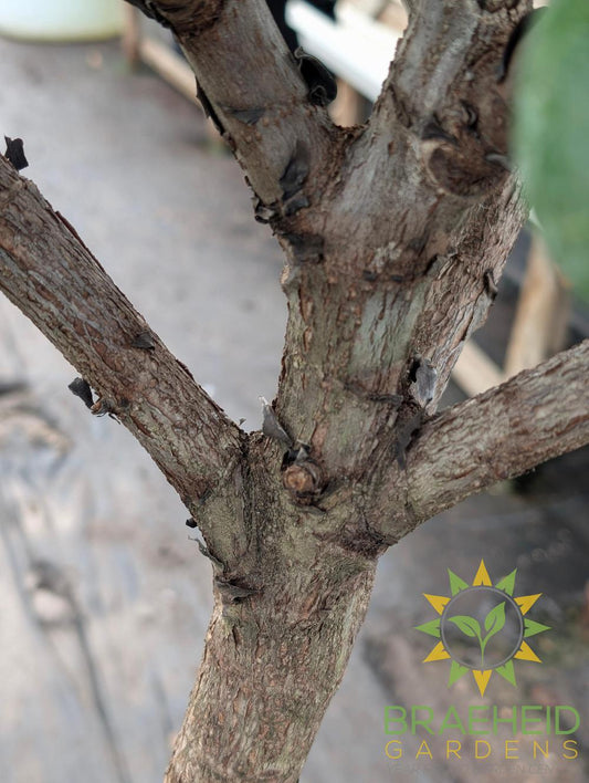 Large Fiddle Leaf Fig Everglades Tree - NO SHIP -