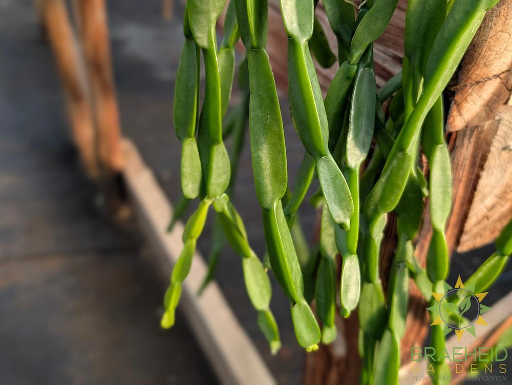 Rhipsalis Paradoxa Hanging Basket