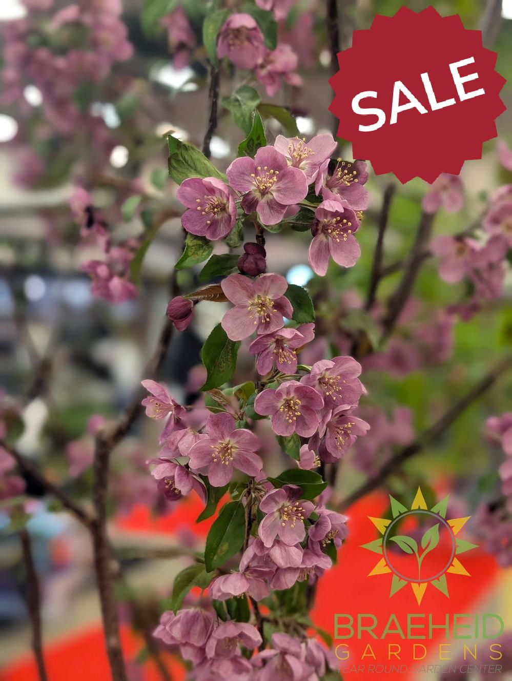Gladiator® Rosybloom Crabapple