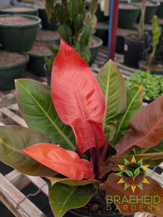 Large Prince of Orange Philodendron - NO SHIP