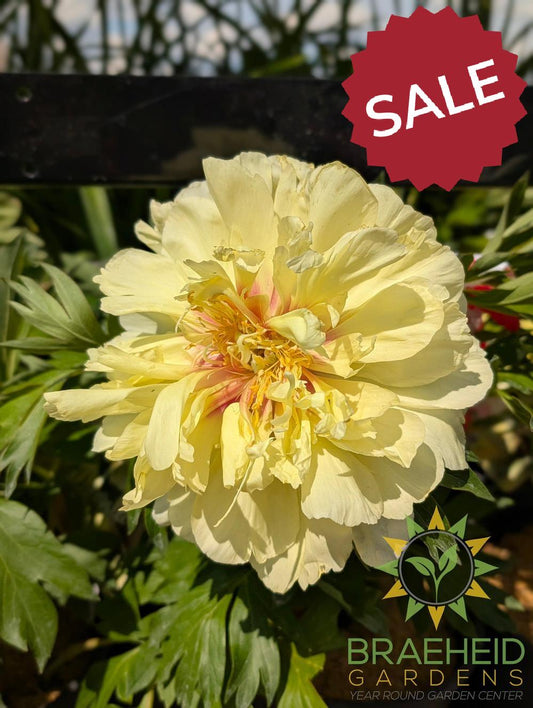 Bartzella Itoh Peony - NO SHIP -