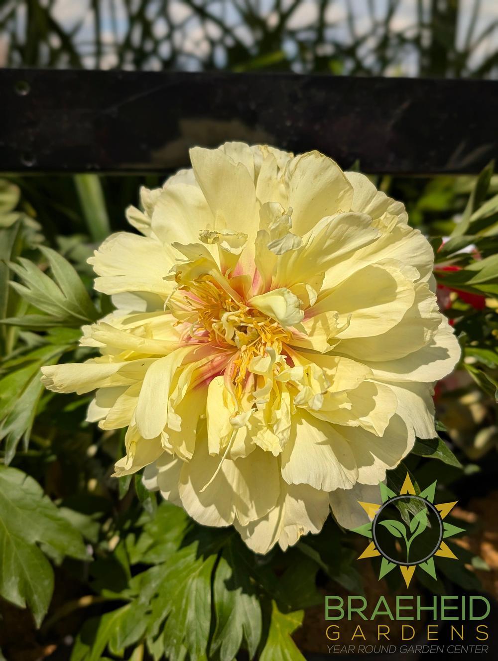 Bartzella Itoh Peony - NO SHIP -