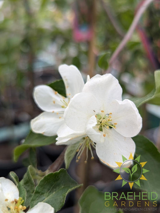 September Ruby Apple