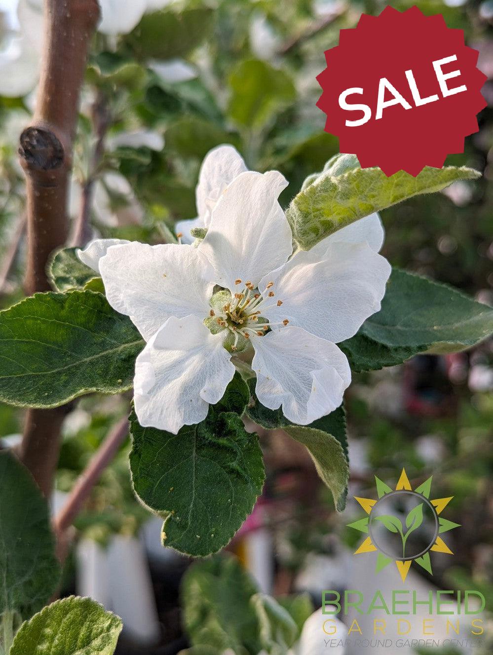 Goodland Apple- Tree for sale, Grown in Grande Prairie -Braeheid Gardens Ltd. on Emerson Trail