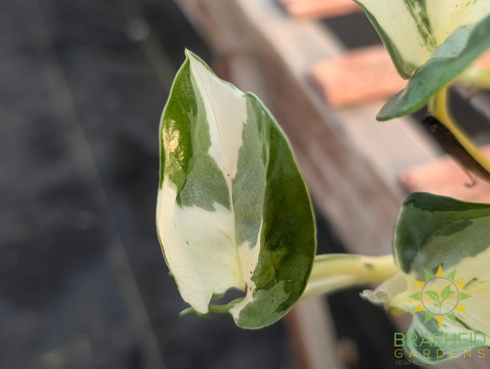 Manjula Pothos