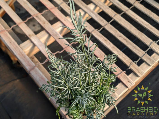 Pteris Ensiformis Fern