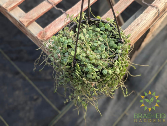 String of Turtles Hanging Basket
