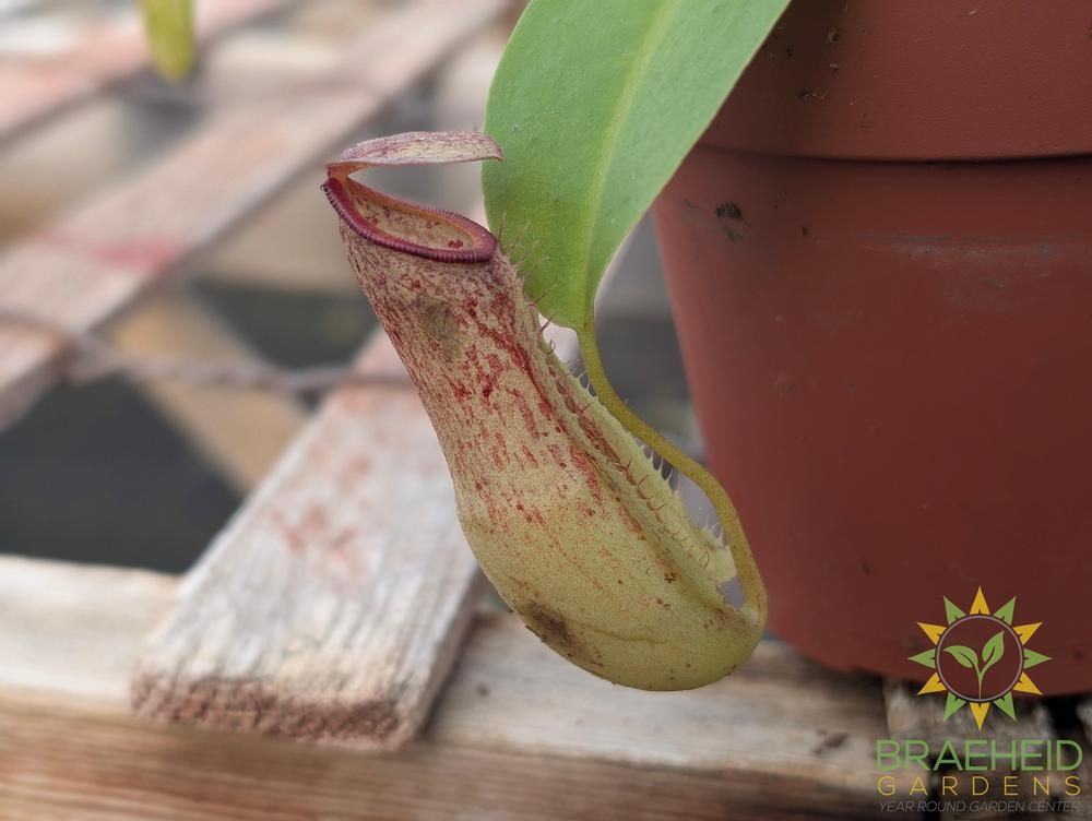 Nepenthes Bloody Miranda - Pitcher Plant