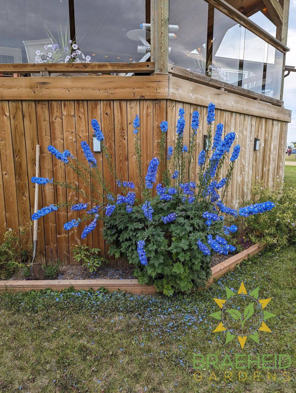 Delphinium 'Dasante Blue' -NO SHIP-