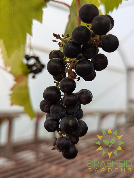 Buy Marquette Grape Ivy an Vine in Grande Prairie Alberta - Braeheid Gardens Ltd.
