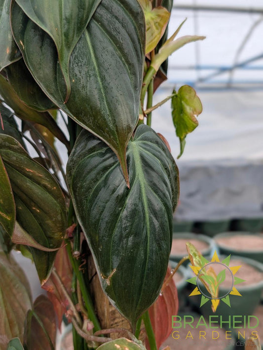 Large Micans Philodendron Totem - NO SHIP -