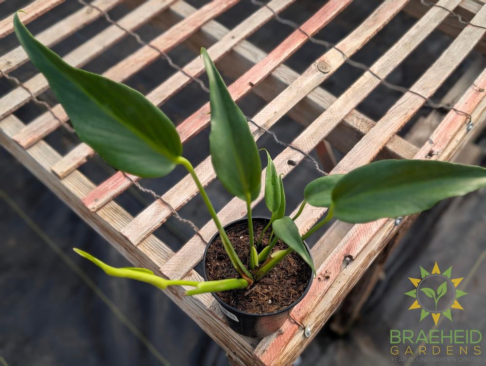 Philodendron Burle Marx Flame