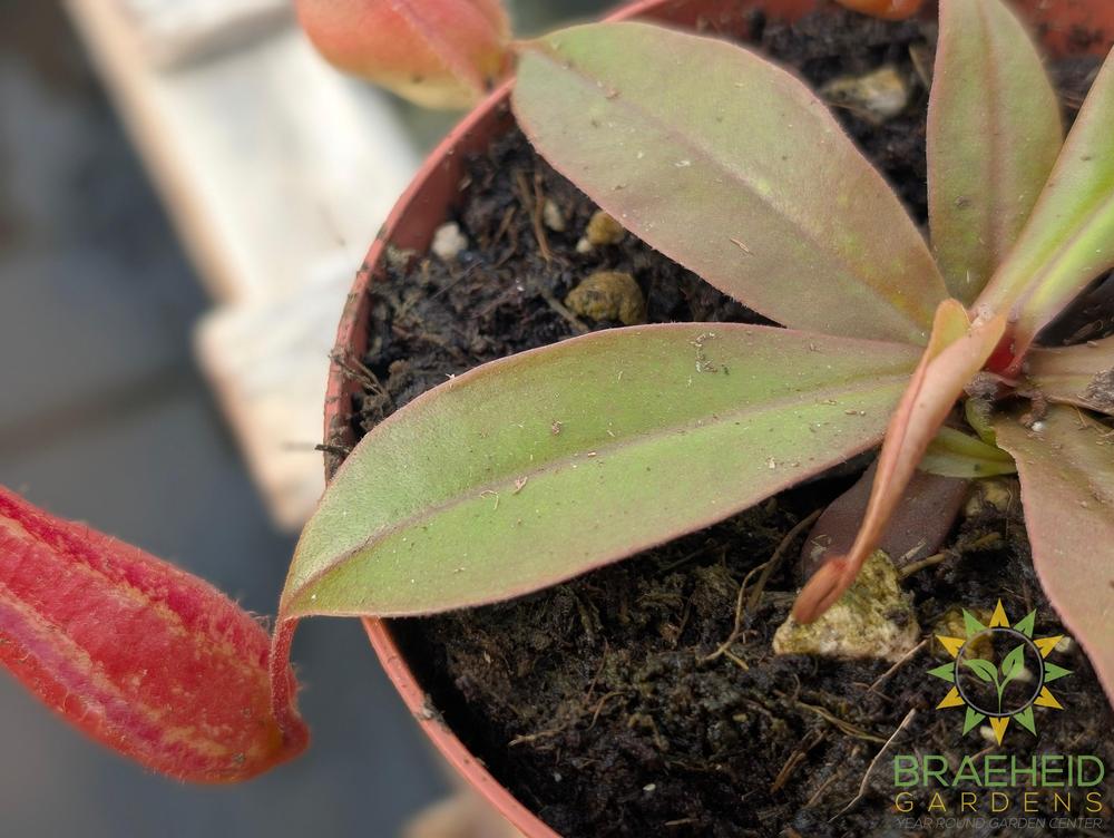 Nepenthes Bloody Mary - Pitcher Plant