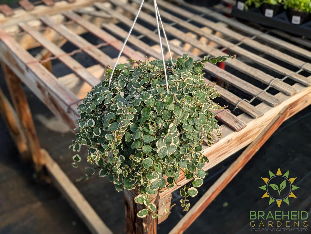 Creeping Ficus Hanging Basket