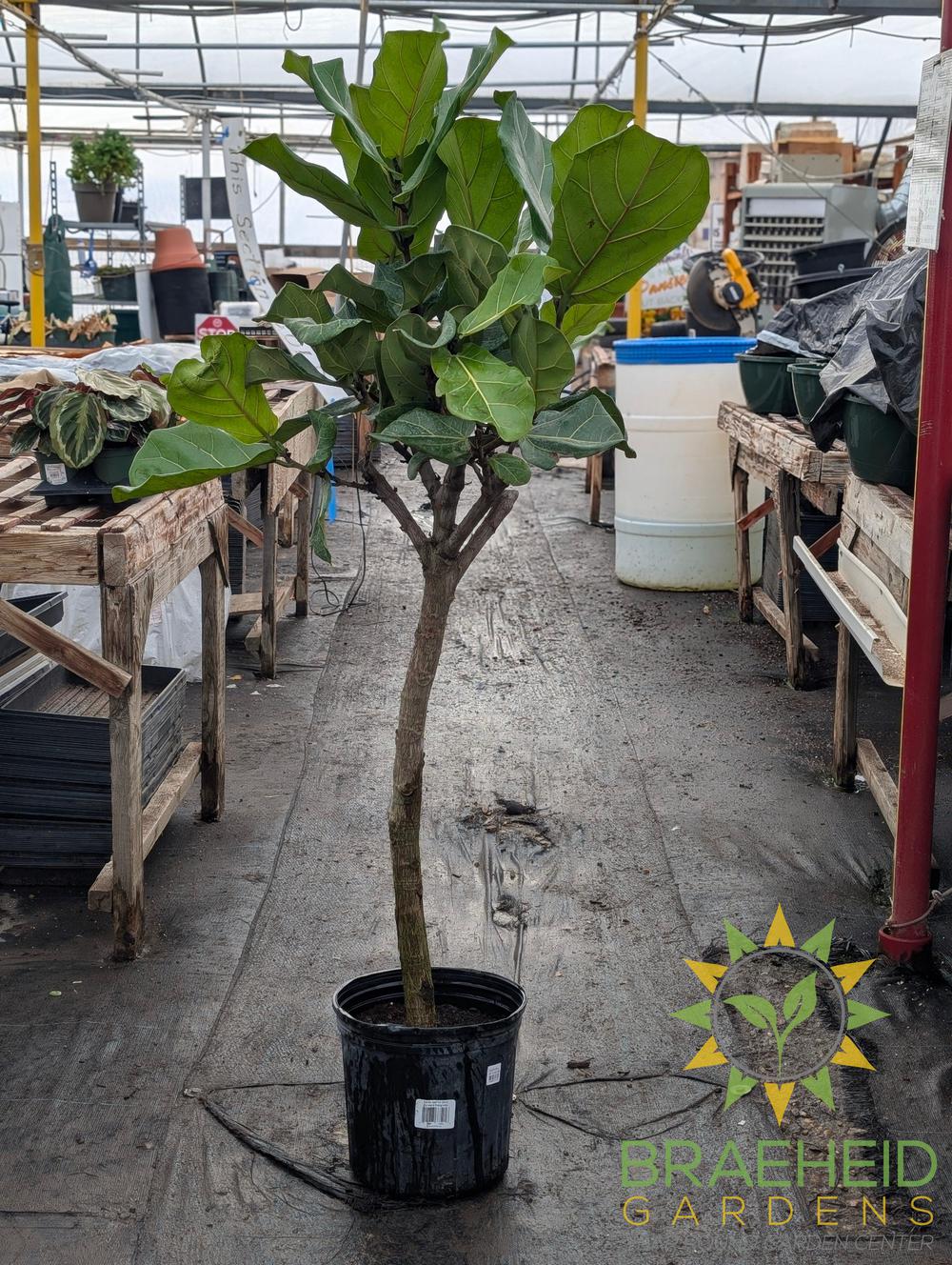 Large Fiddle Leaf Fig Everglades Tree - NO SHIP -