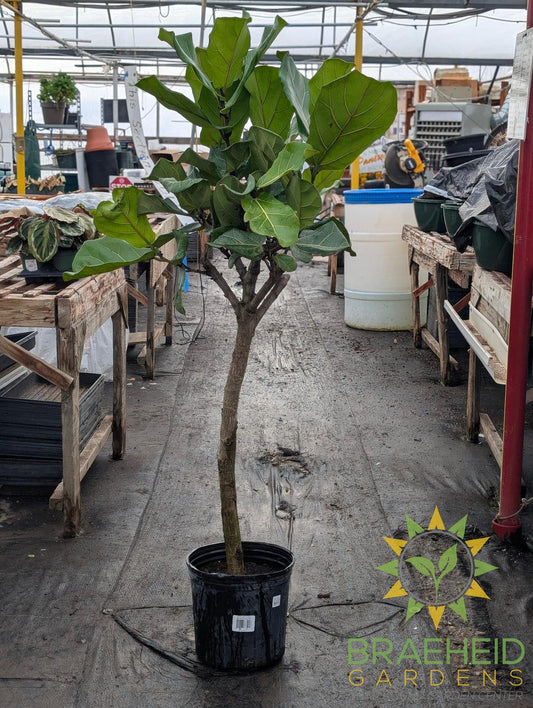 Large Fiddle Leaf Fig Everglades Tree - NO SHIP -