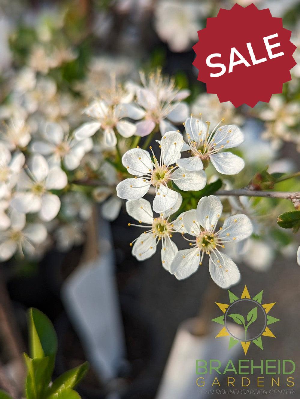 SK Carmine Jewel Cherry Tree- Tree for sale, Grown in Grande Prairie -Braeheid Gardens Ltd. on Emerson Trail