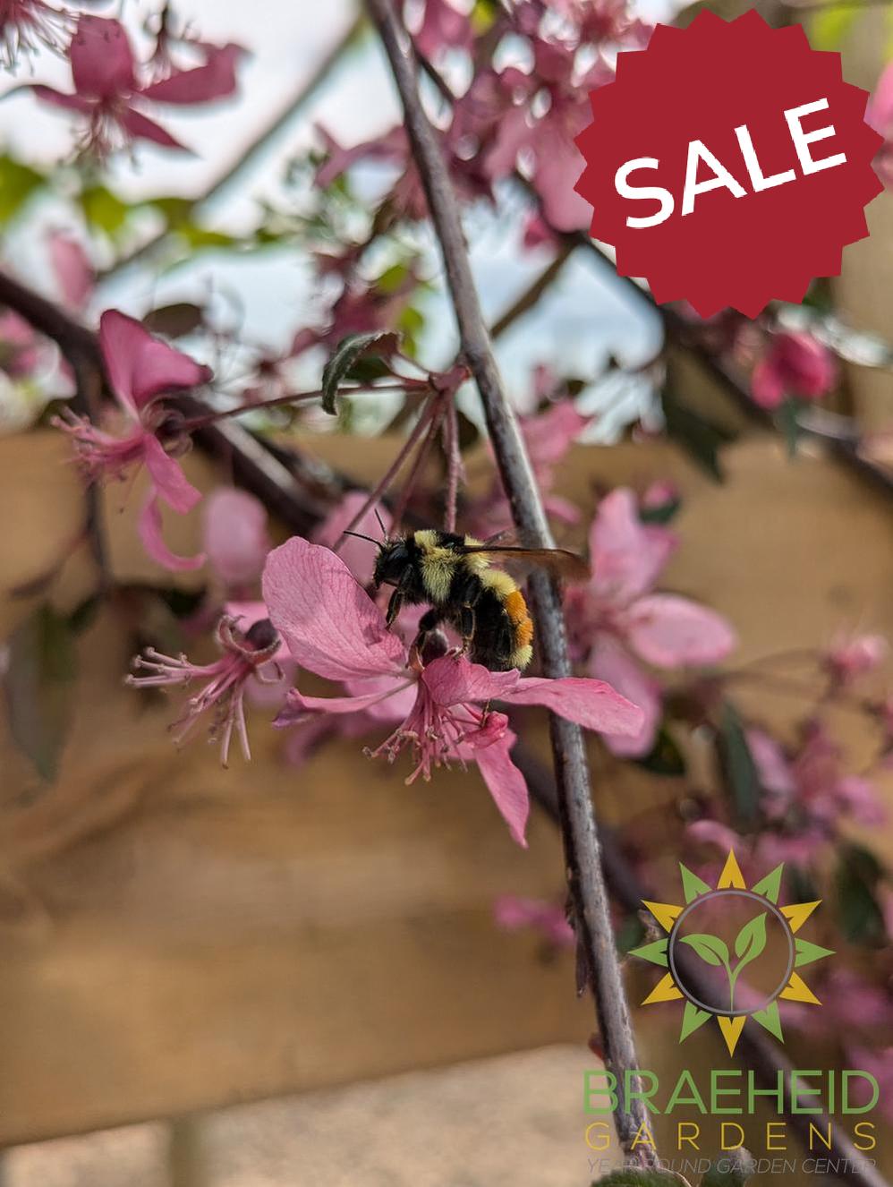 Rosy Glo Weeping Crabapple