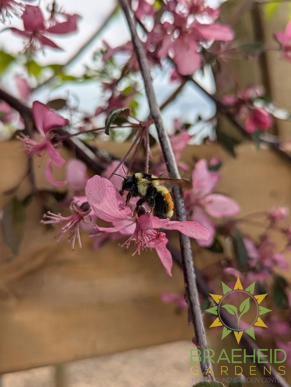 Rosy Glo Weeping Crabapple