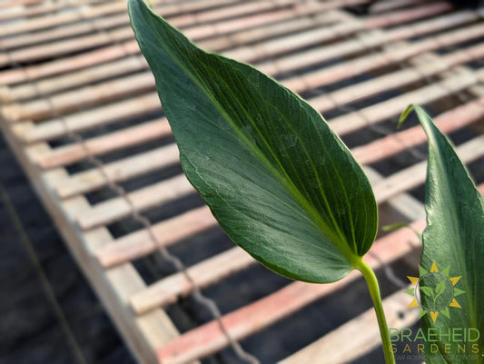 Philodendron Burle Marx Flame