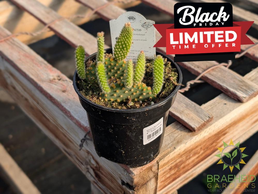 Opuntia Microdasys 'Bunny Ears'