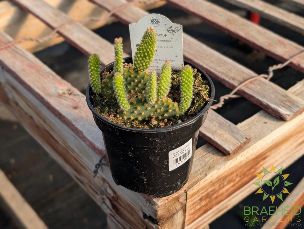Opuntia Microdasys 'Bunny Ears'