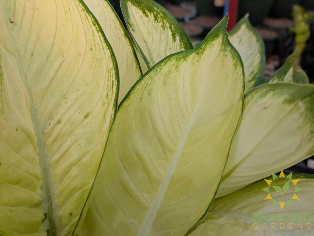 Large Dieffenbachia Marianne - NO SHIP