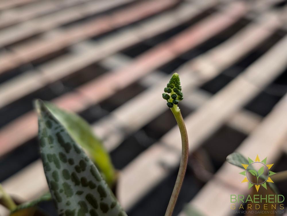 Silver Squill Leopard Lily