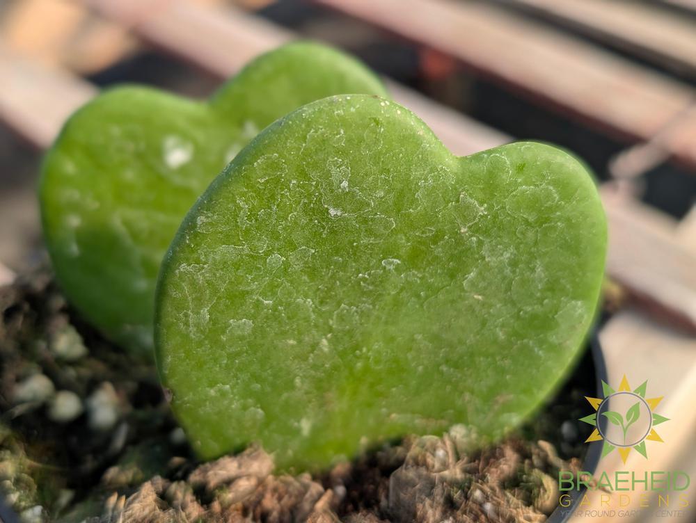 Hoya Kerrii - Heart Leaf only