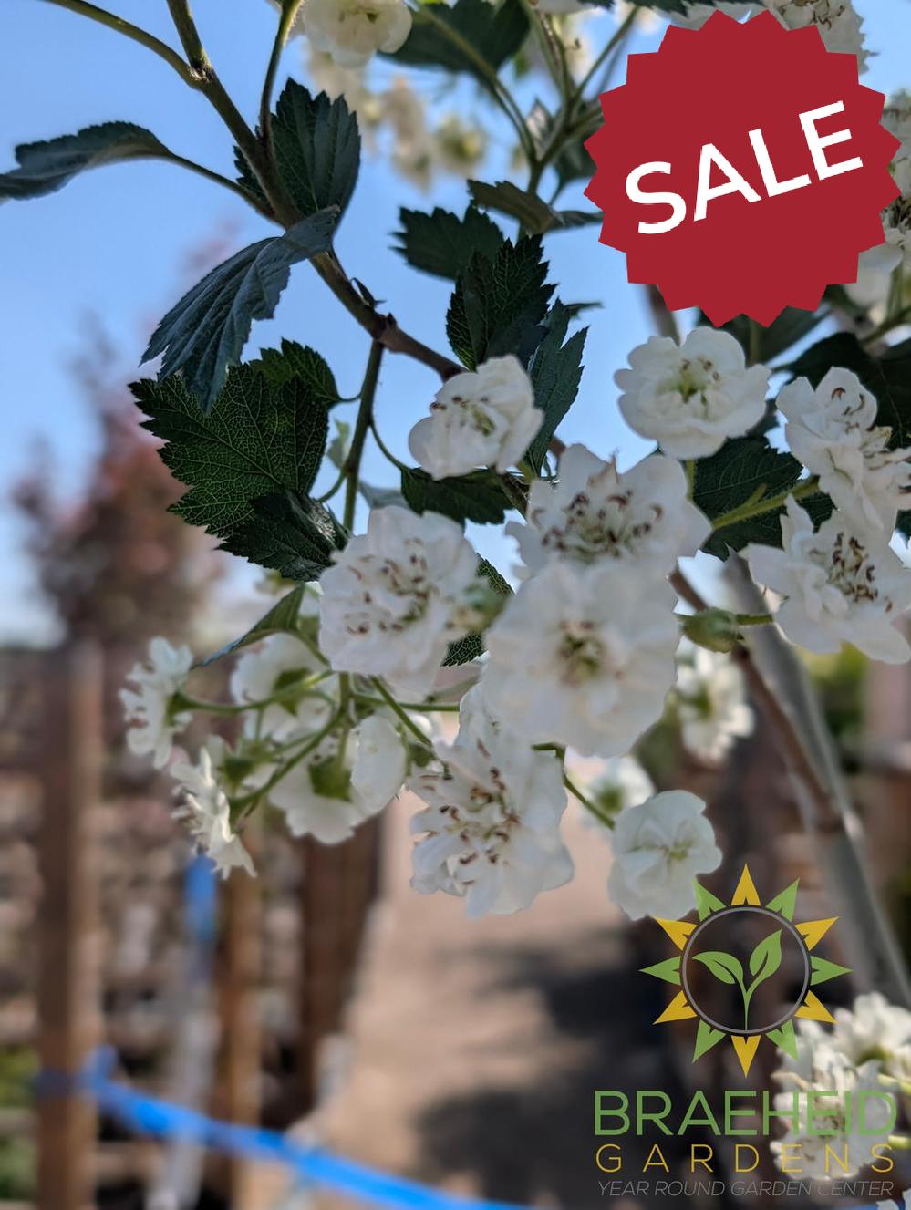 Snowbird Hawthorn