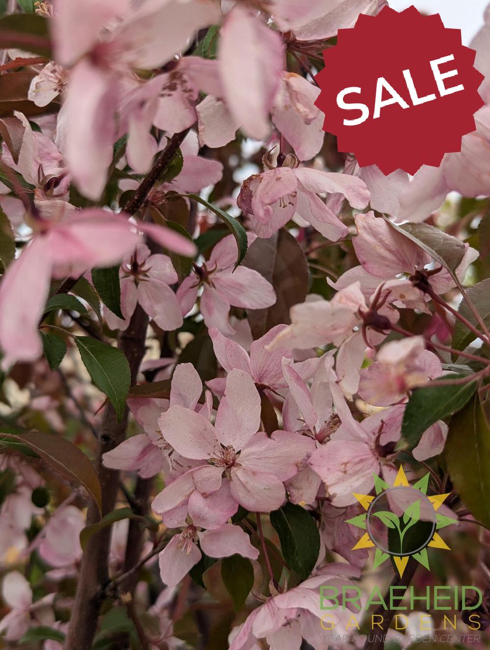 Pink Spires Flowering Crabapple