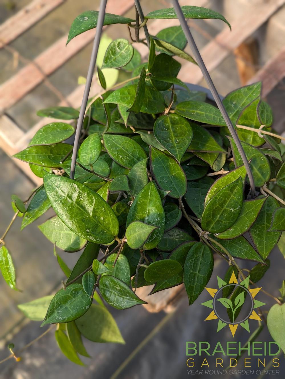 Hoya Parasitica Black Margin Hanging Basket
