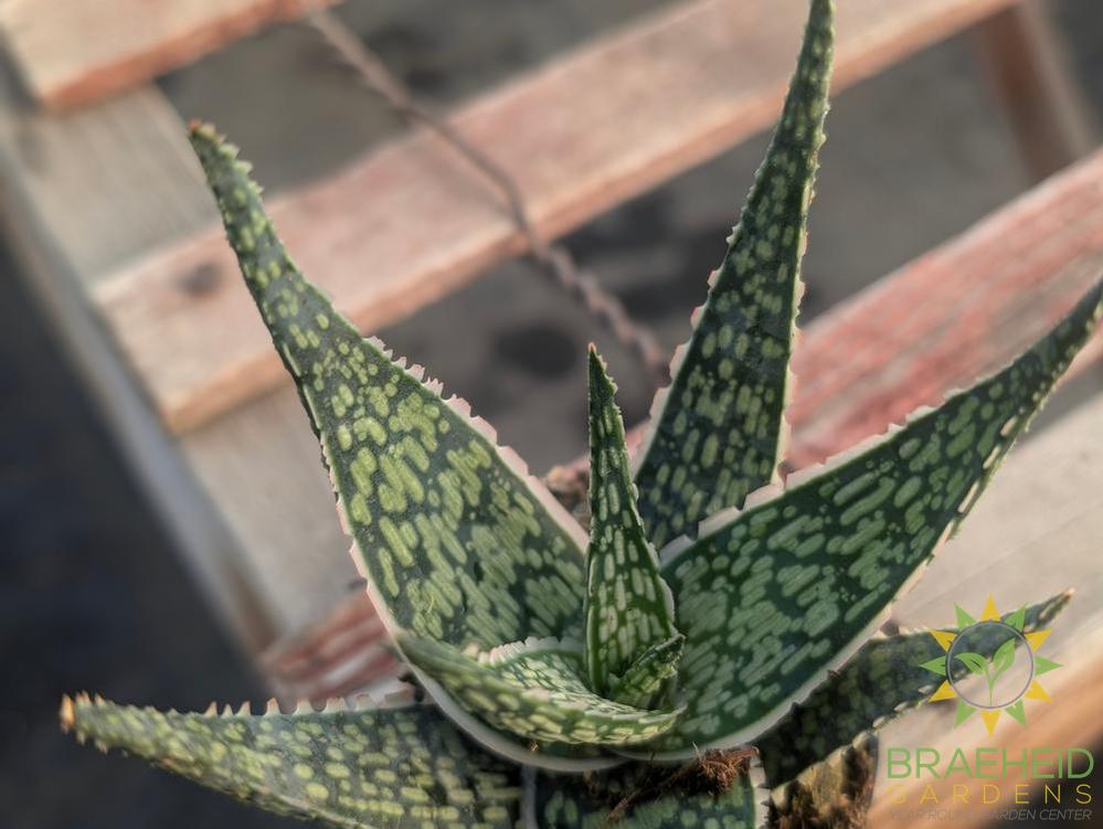 Aloe White Fox