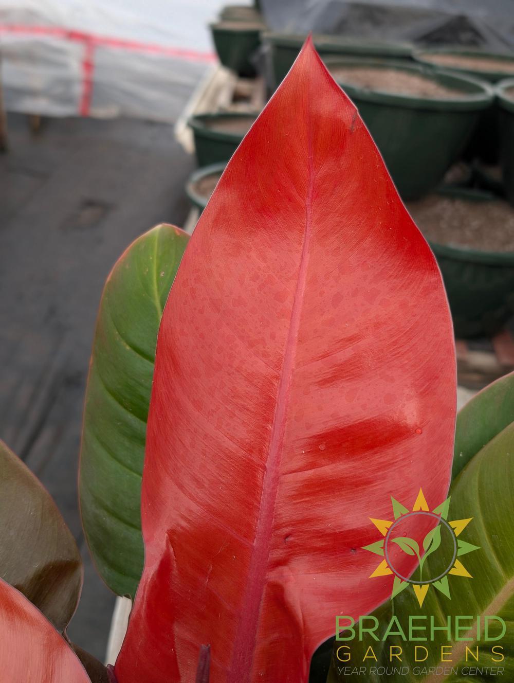 Large Prince of Orange Philodendron - NO SHIP