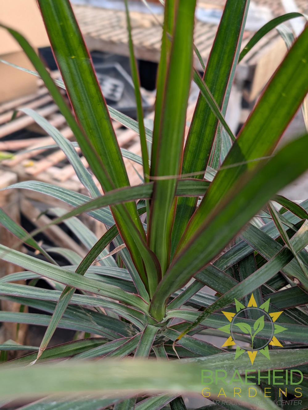 Large Dracaena Marginata - Zulu Weave - NO SHIP