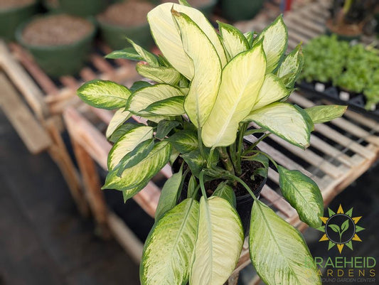Large Dieffenbachia Marianne - NO SHIP