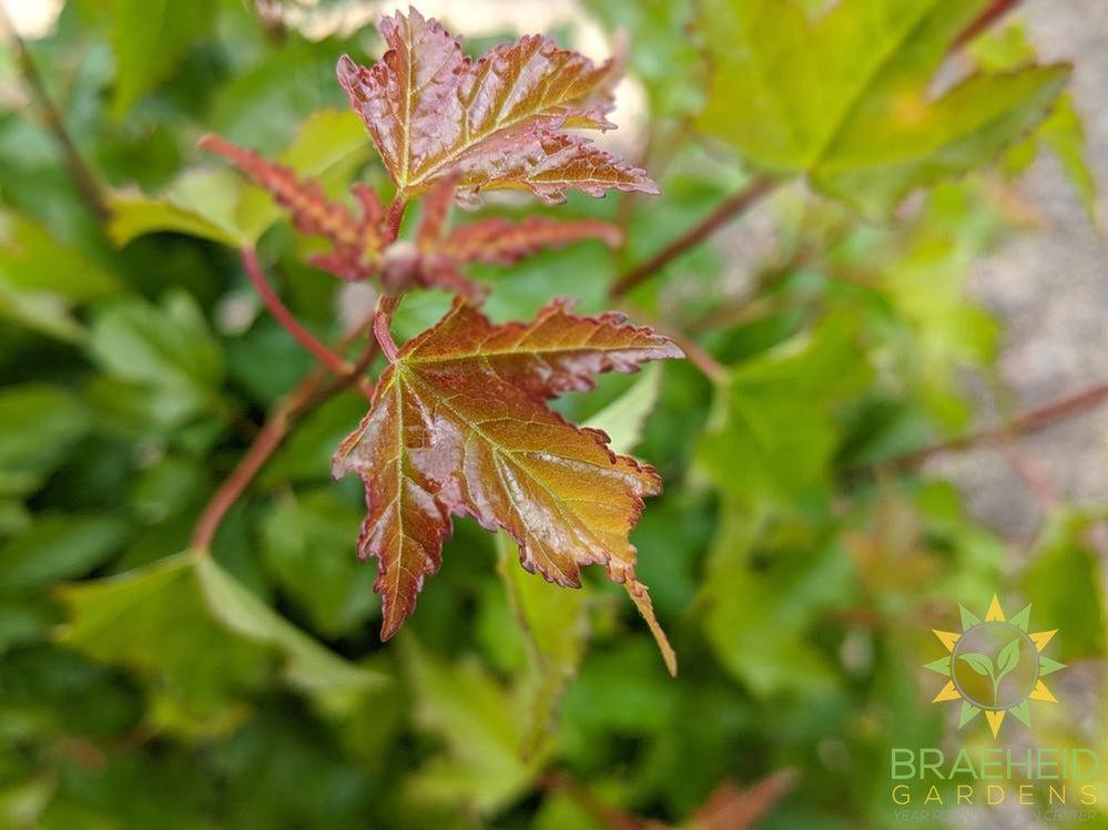 rocky mountain maple