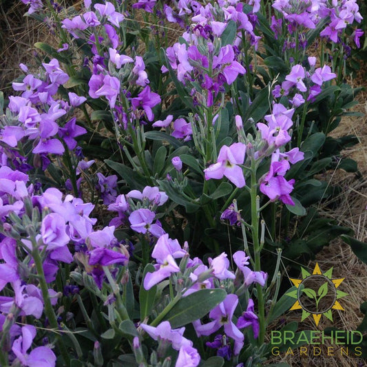 Night Scented-Stock