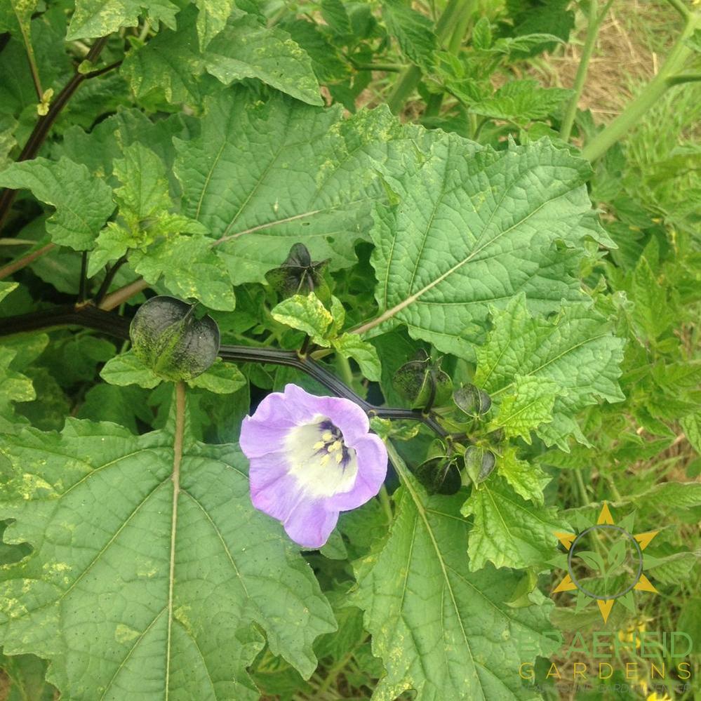Shoofly/Black Chinese Lantern