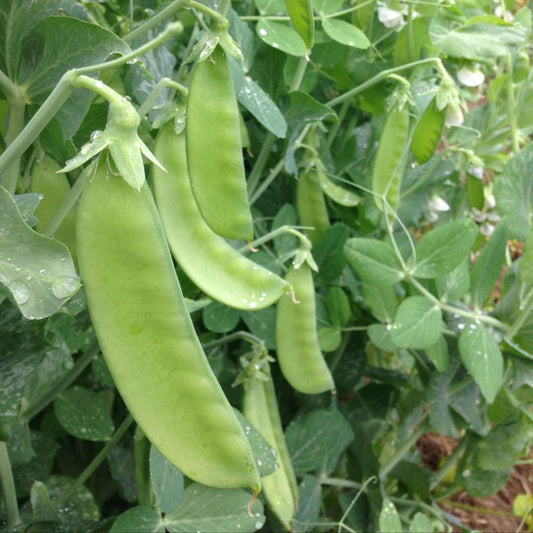 Oregon Sugar Pod Pea