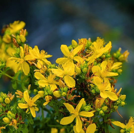 St John's Wort
