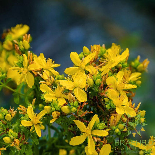 St John's Wort