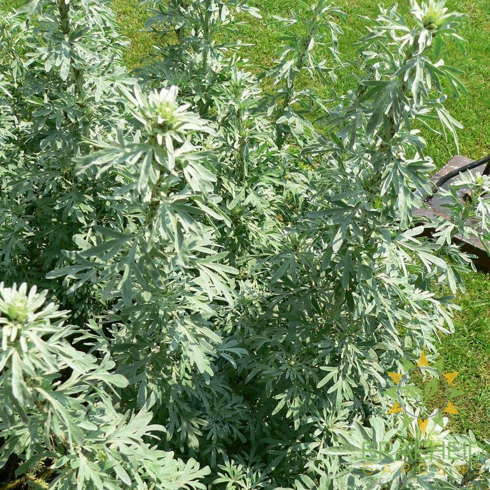 Wormwood